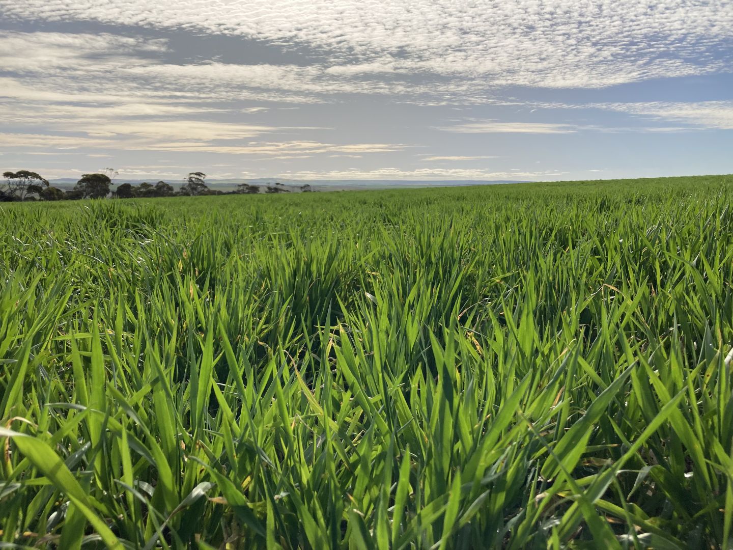 Section 82 Chilmans Road, Port Neill SA 5604 House for Sale