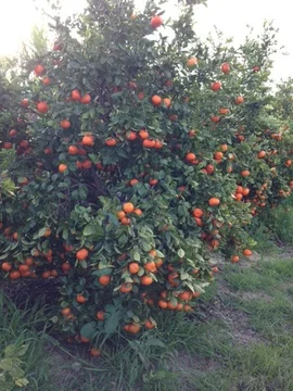 Image 12