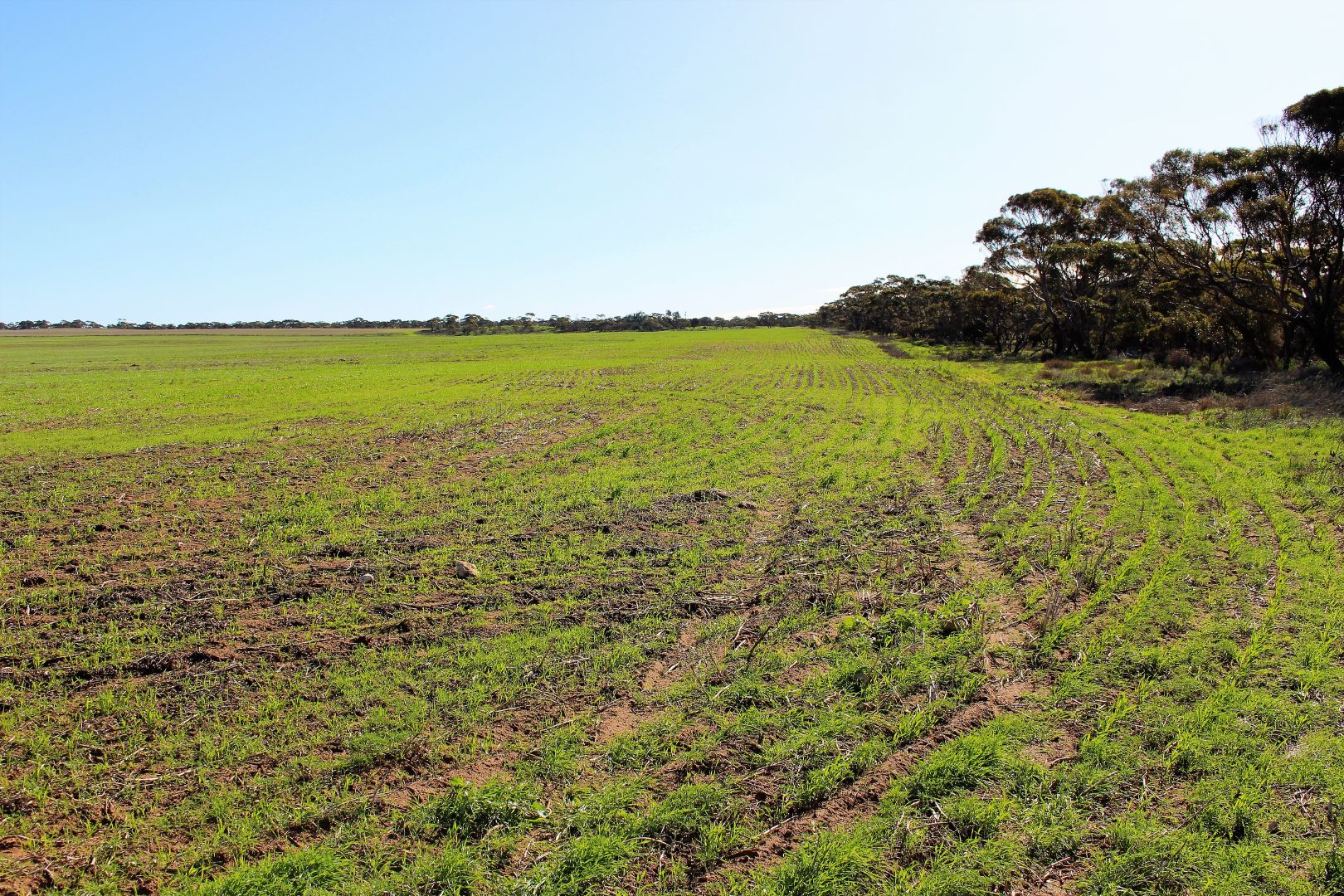 Allotment 37 No. 6 Bore Road North, Murrayville VIC 3512, Image 2