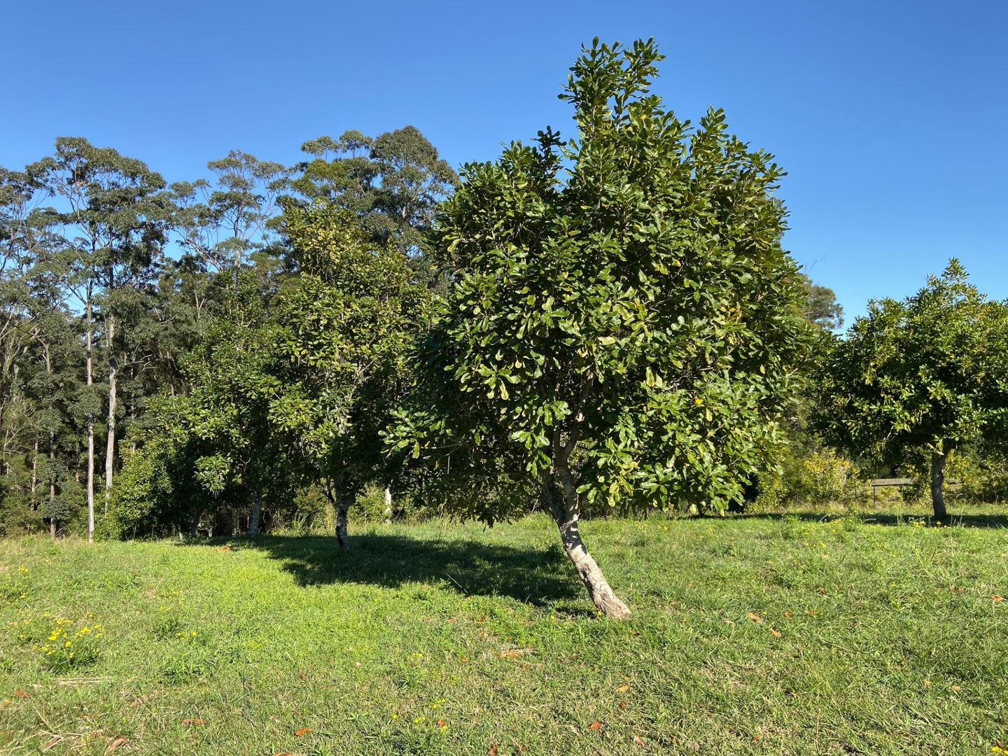 223 Congarinni Road South, Congarinni NSW 2447, Image 1