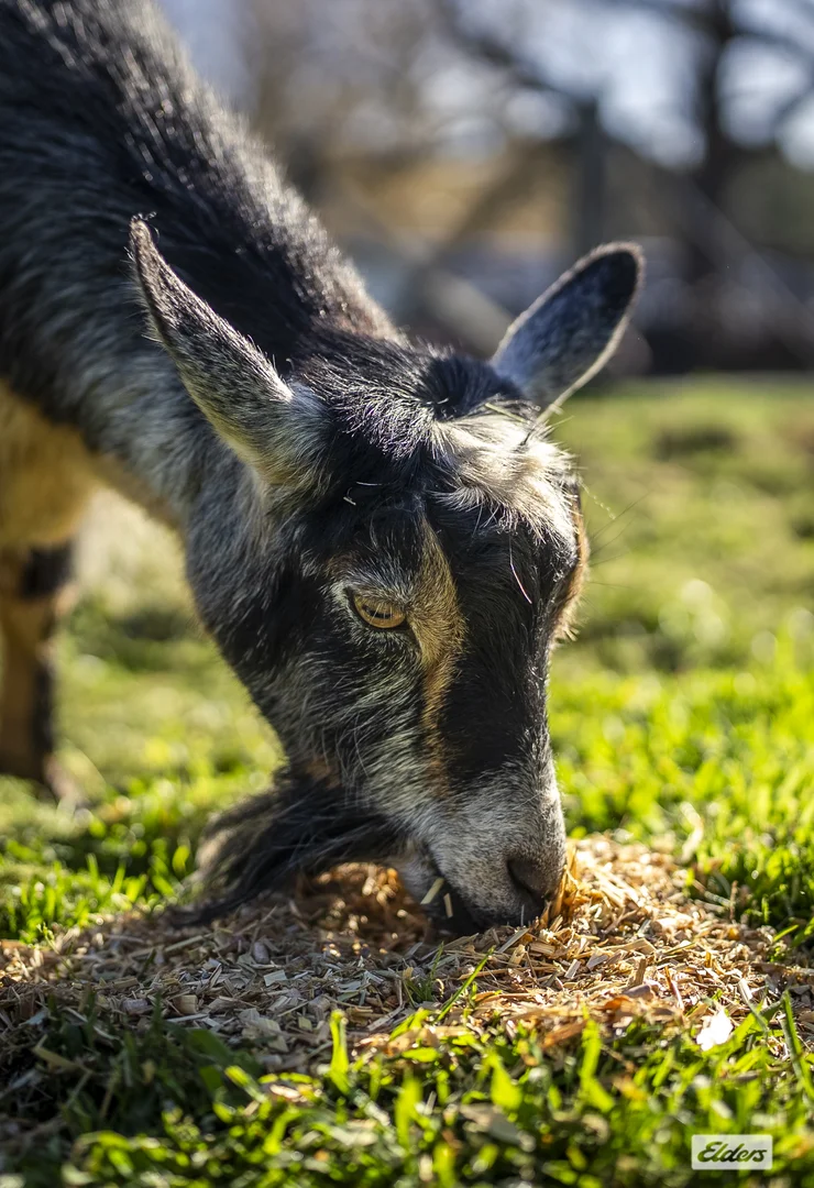 Additional image 25 of 145 Donovans Road, Woodend VIC 3442