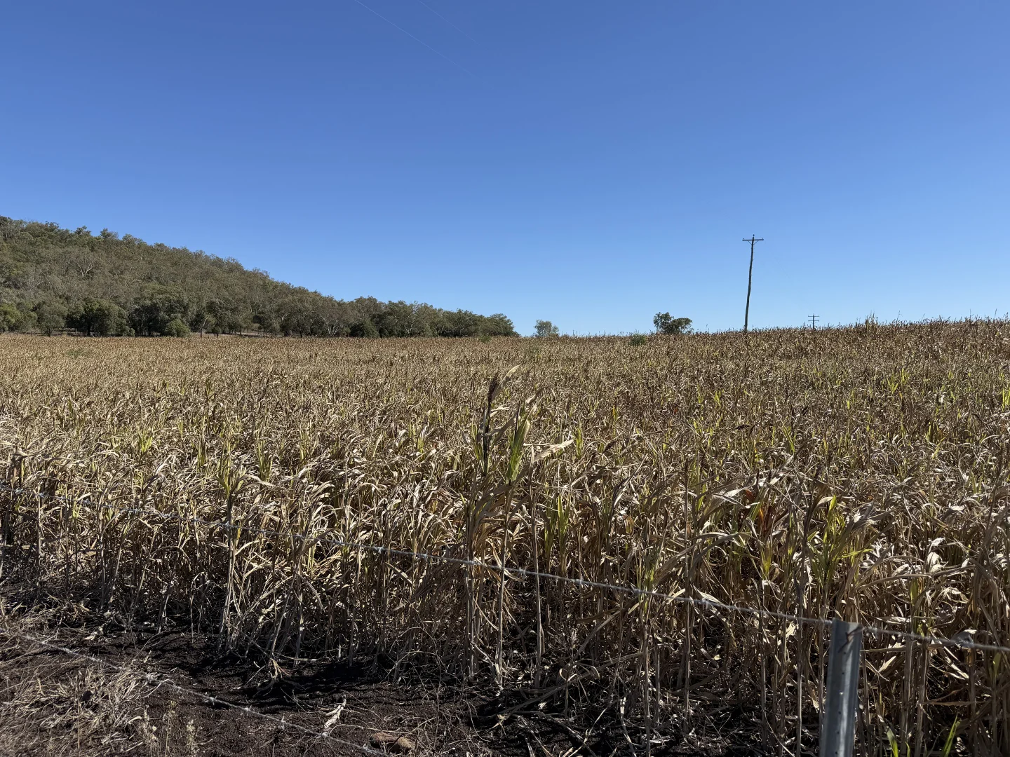 Image 13
