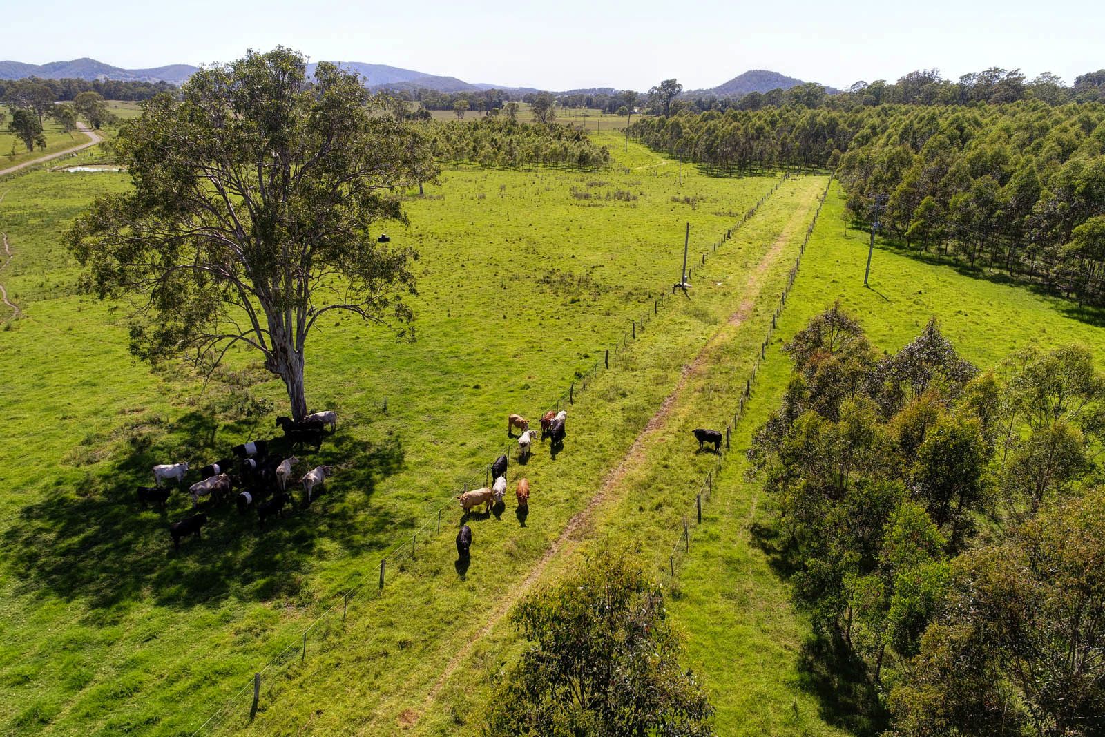 Firefly NSW 2429, Image 2