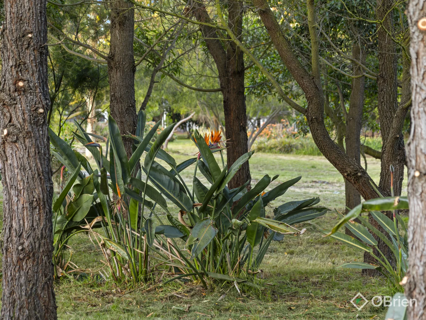 Image 30