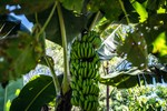 Image 31