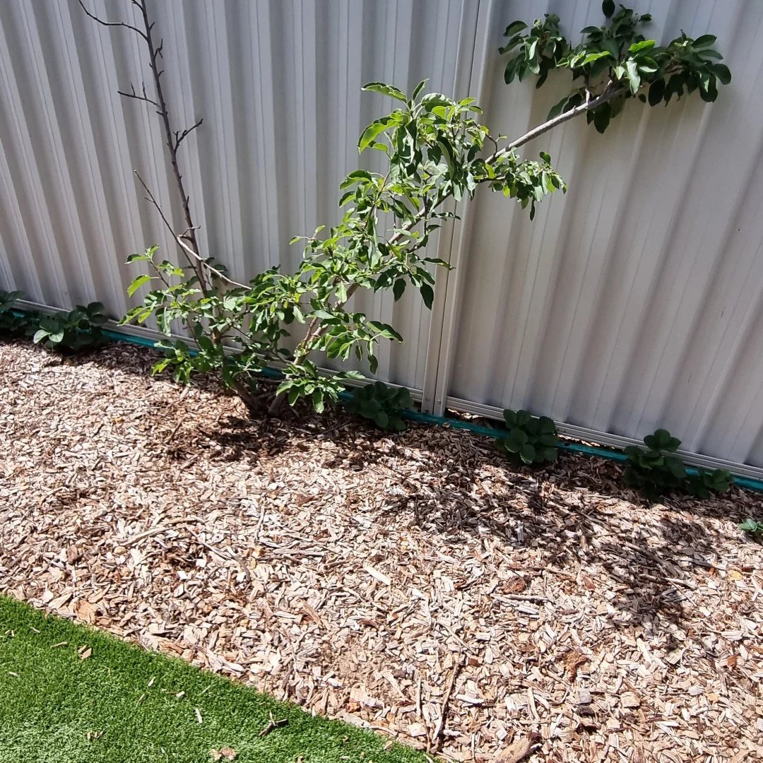 Additional image 19 of 6 Sheoak Court, Boddington WA 6390