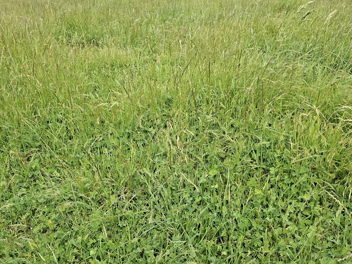 Image 30