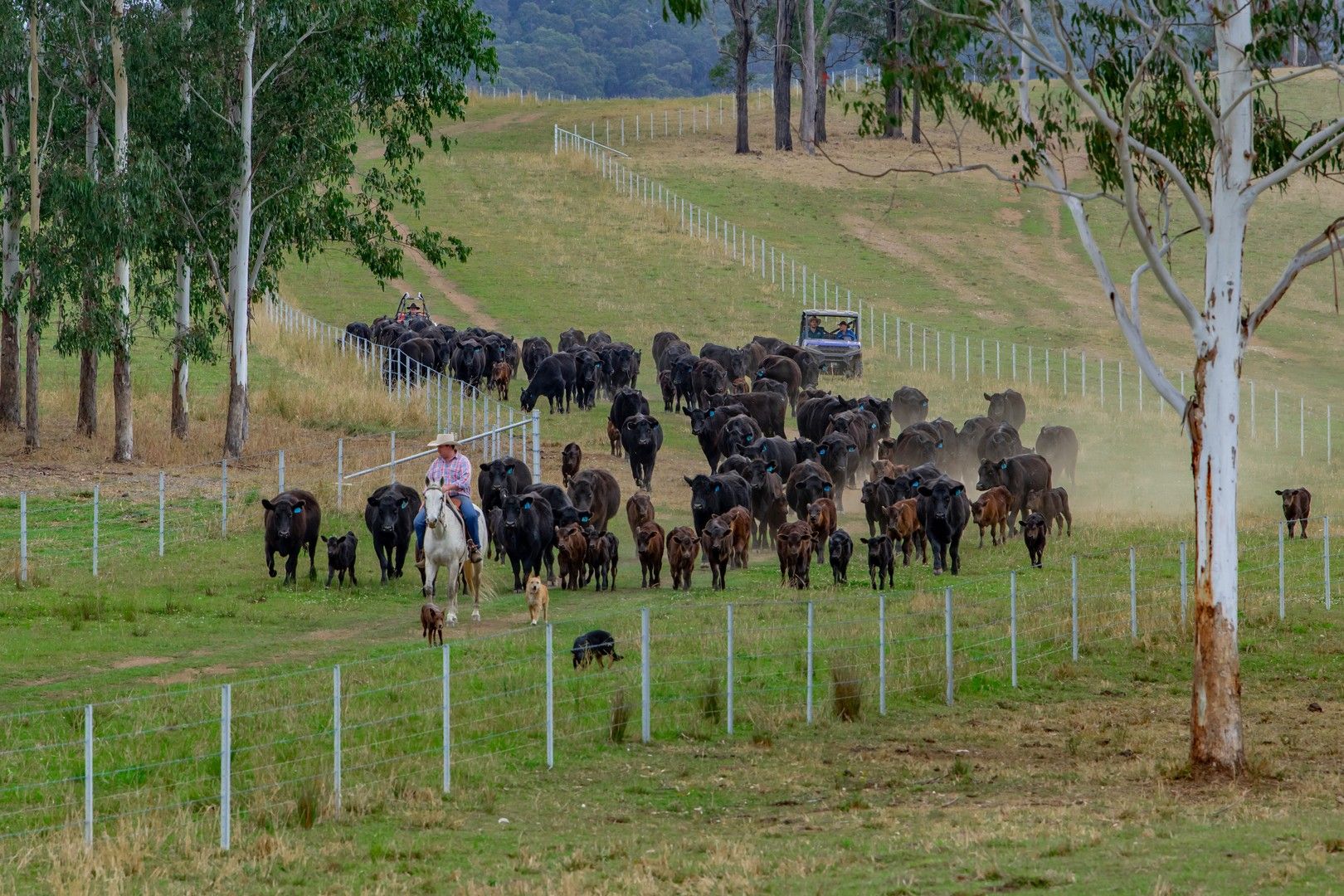 276 Farm Road, Bonalbo NSW 2469, Image 0