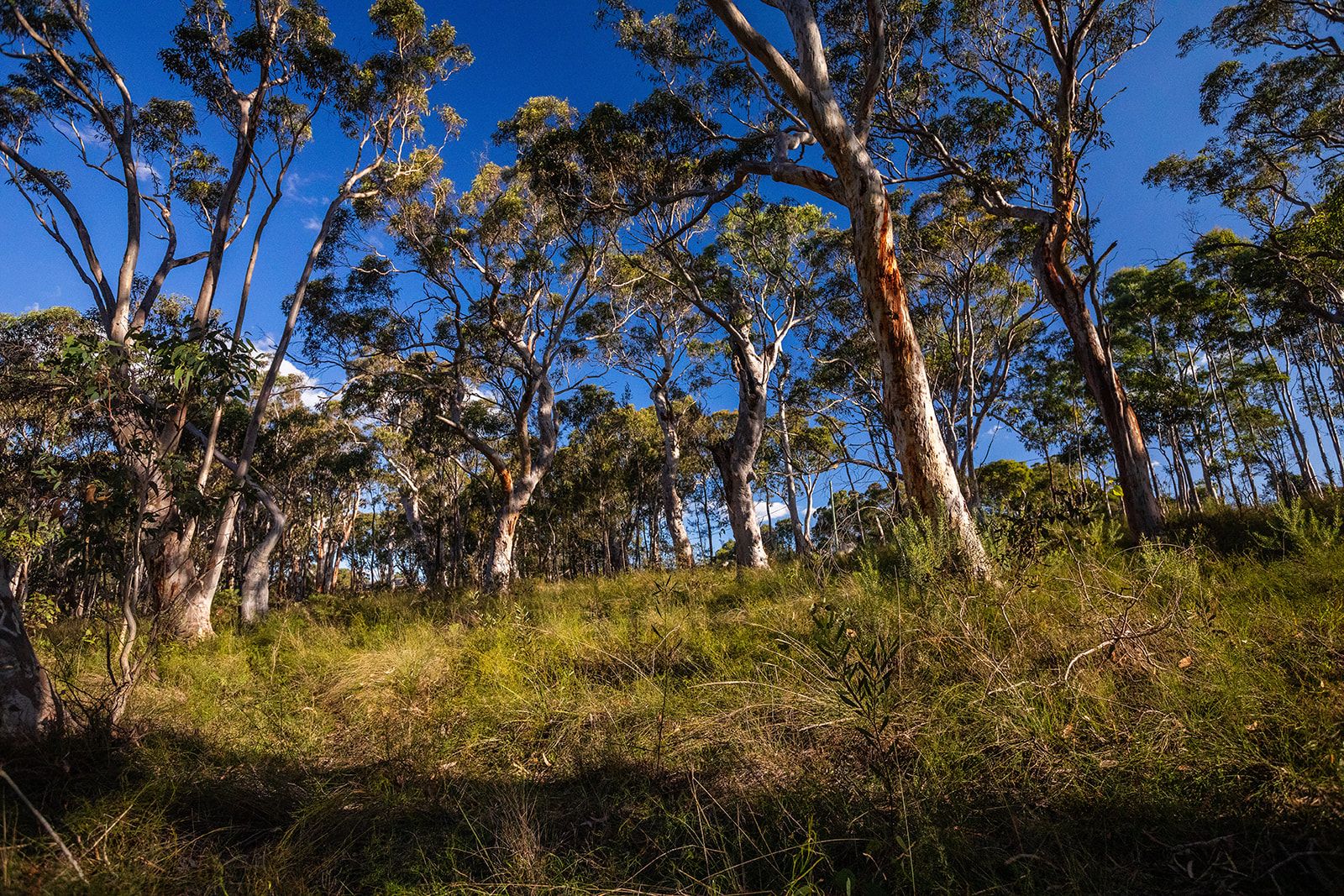 15 Bottlebrush Close, Tallong NSW 2579, Image 1