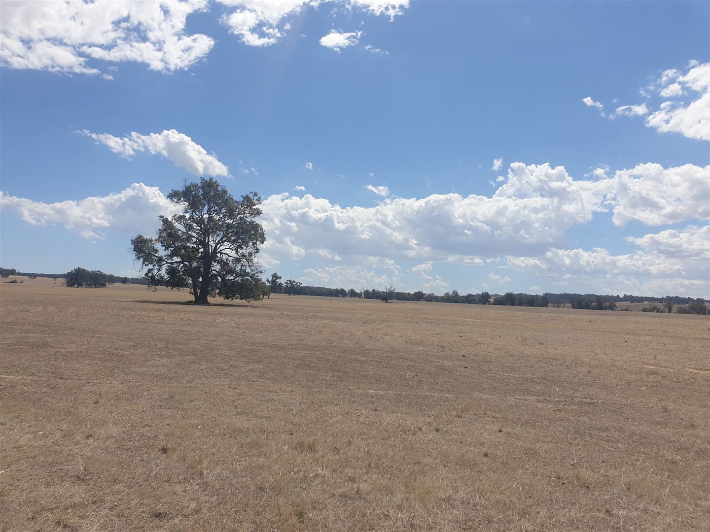 ' Phil's Wheatfield', Wedgecarrup WA 6315, Image 1