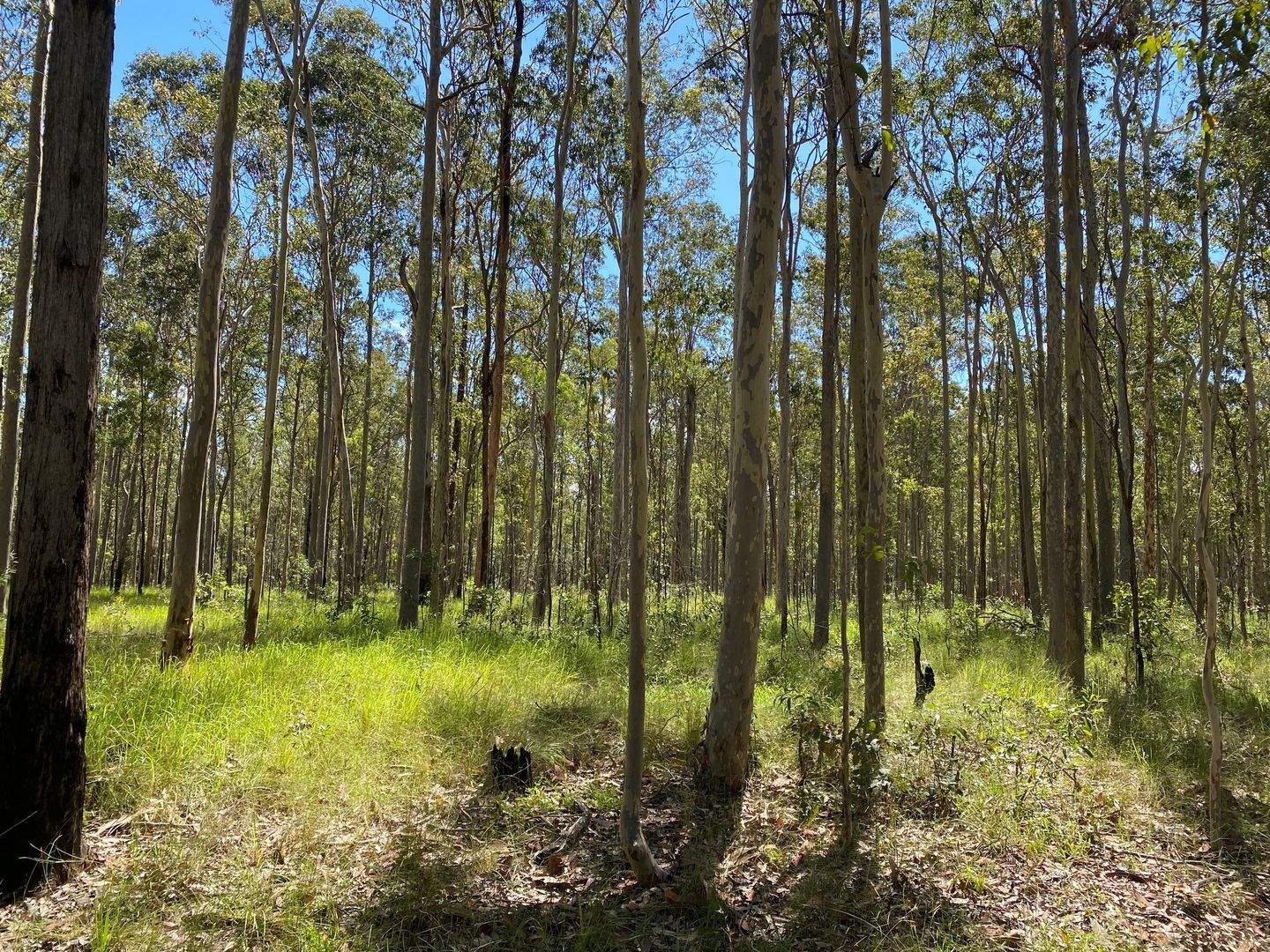 Lot 33 Myall Creek Road, West Bungawalbin NSW 2471, Image 2