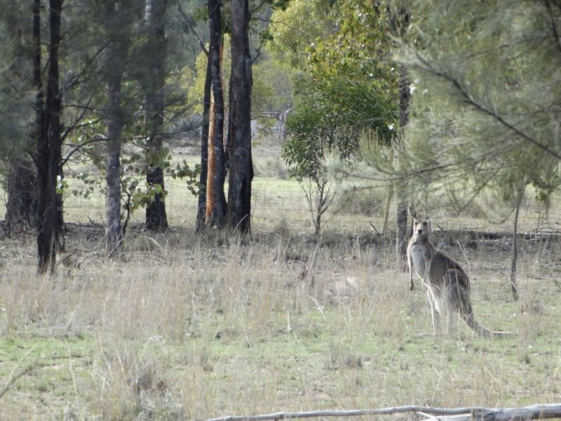 34 ACRES Lot 9 Tara Kogan Road, Kogan QLD 4406, Image 1