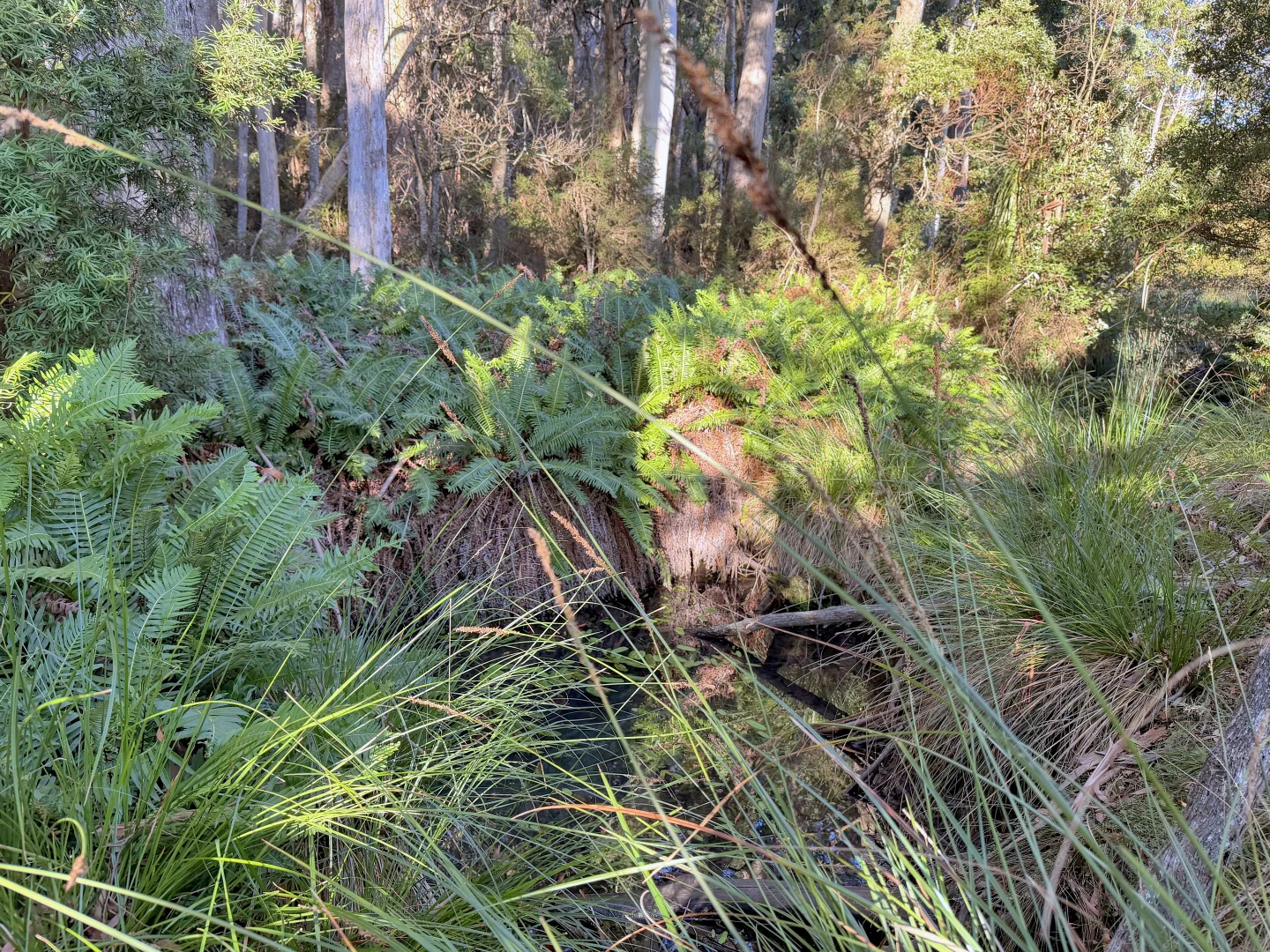Additional image 13 of 577 Elephant Pass Road, Gray TAS 7215