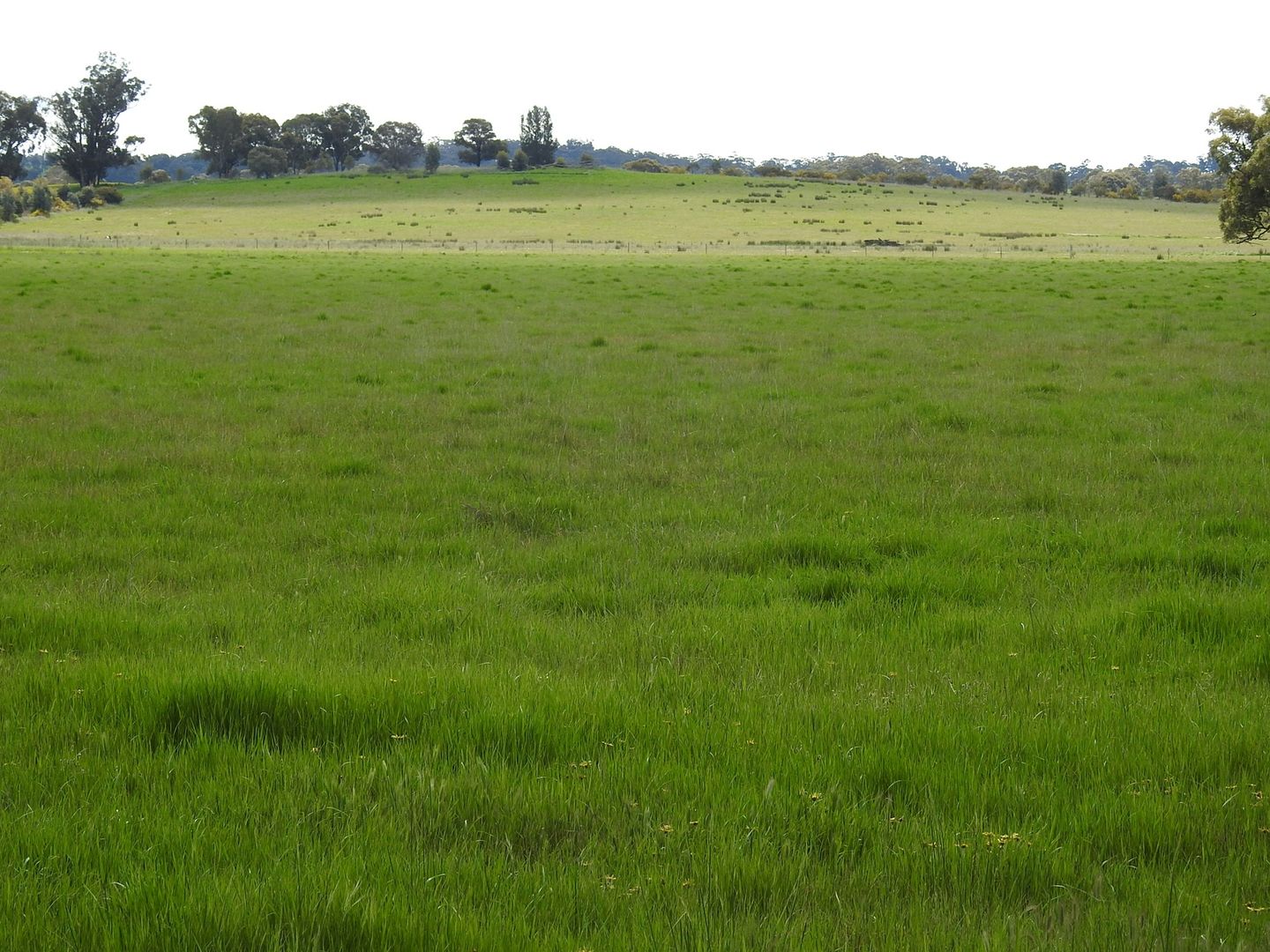 Gellibrand Tonks Road, Violet Town VIC 3669 House for Sale Domain