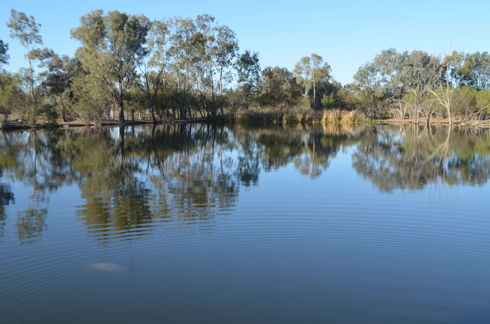 Brewarrina NSW 2839 Vacant Land for Sale 450,000495,000 Domain