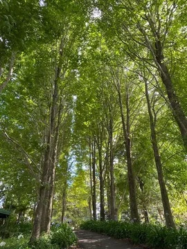 Additional image 14 of Maleny QLD 4552