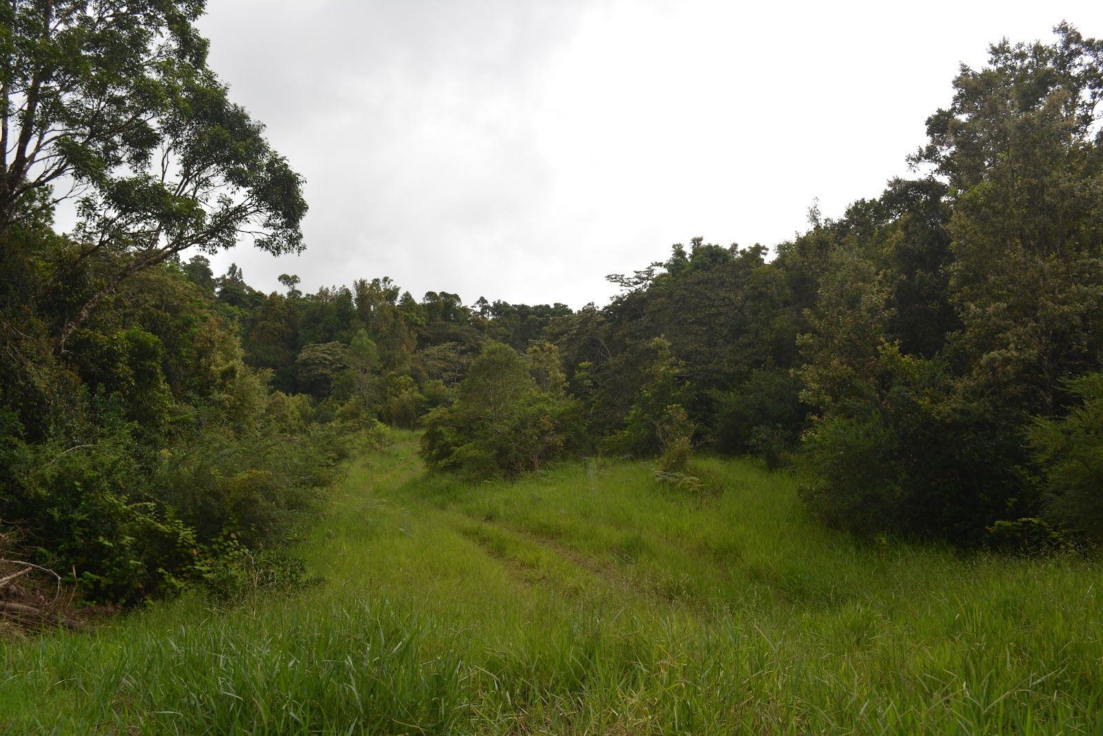 Lot 161/Lot 161 Fraser Road, Millaa Millaa QLD 4886, Image 1