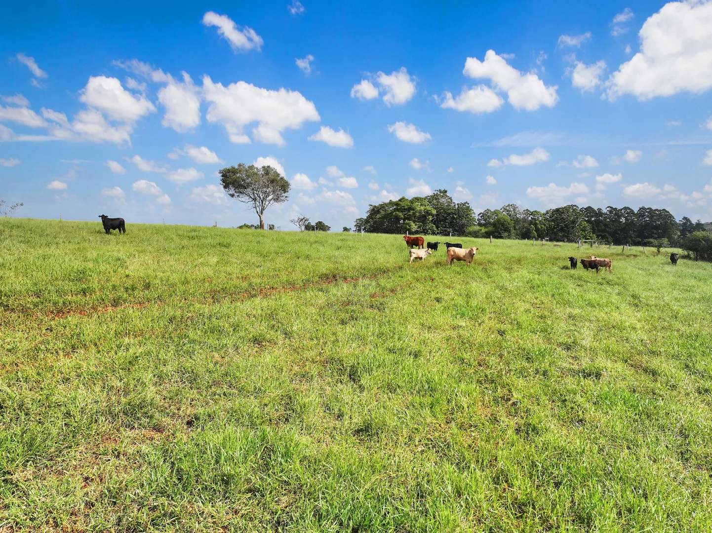 Additional image 17 of Lot 2 Lake Barrine Road, Lake Eacham QLD 4884