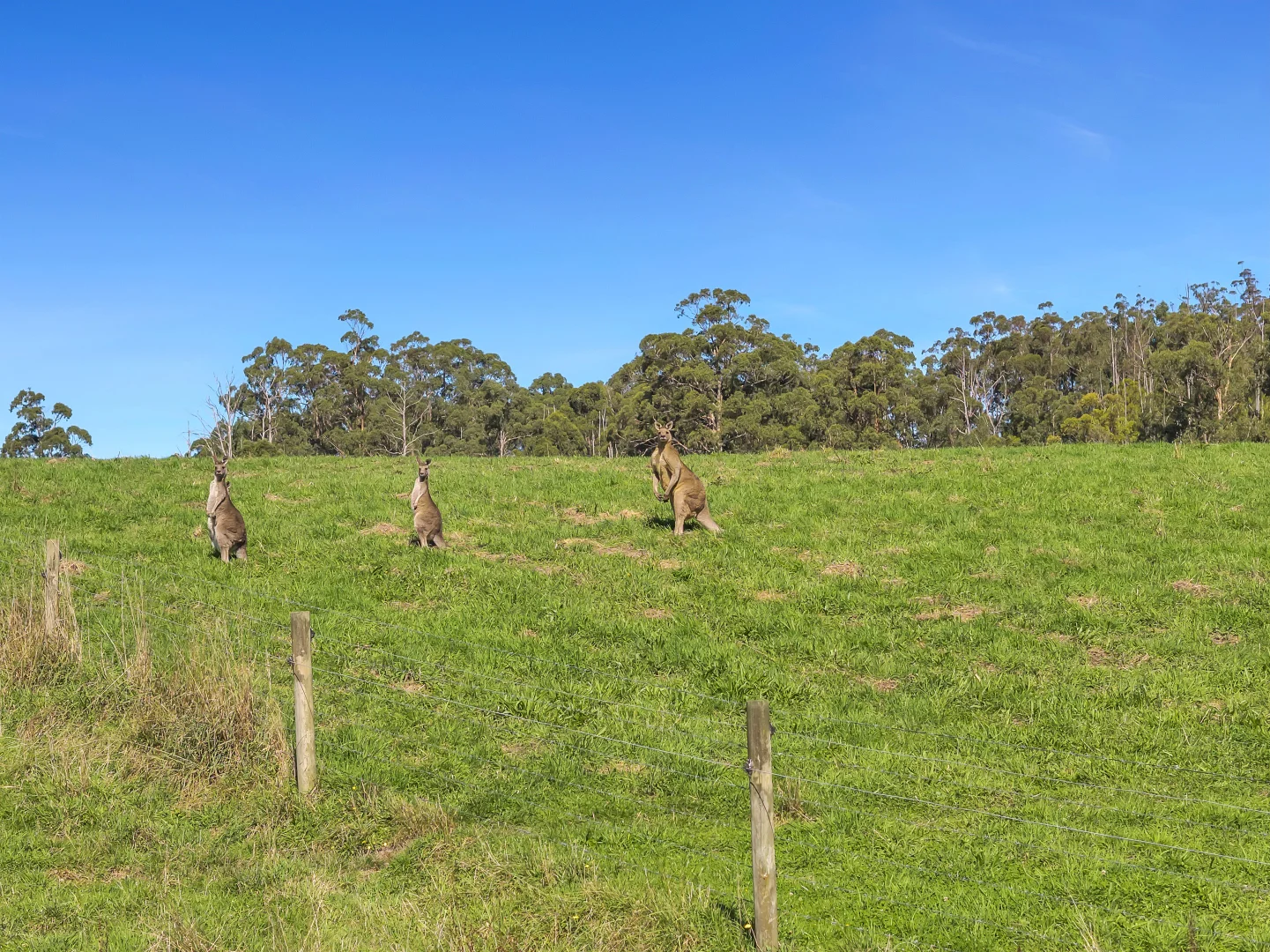 Additional image 25 of 215 Fraser Spur Road, Neerim East VIC 3831