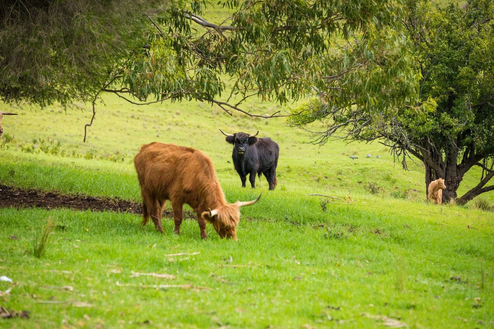Additional image 51 of 286 Bald Hills Road, Bald Hills NSW 2549