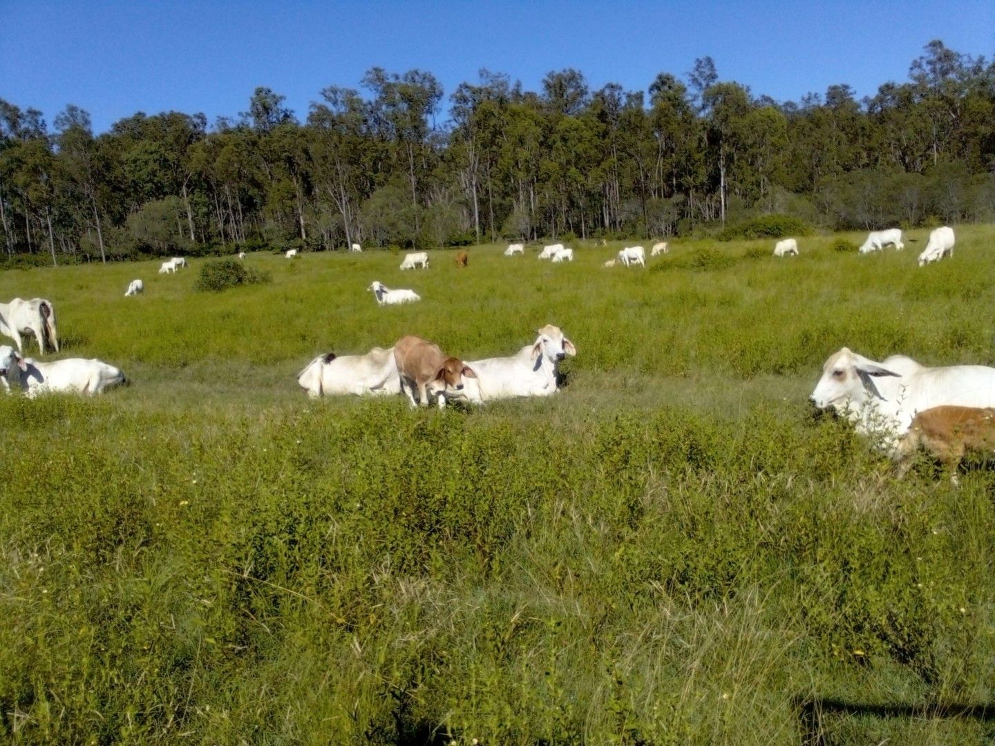 4 bedrooms Farm in 389 Emerys Bridge Road GUNDIAH QLD, 4650