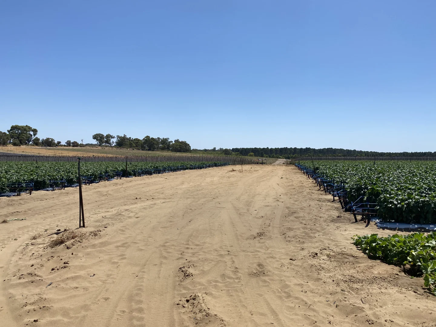 Additional image 26 of 440 Old Yanchep Road, Carabooda WA 6033