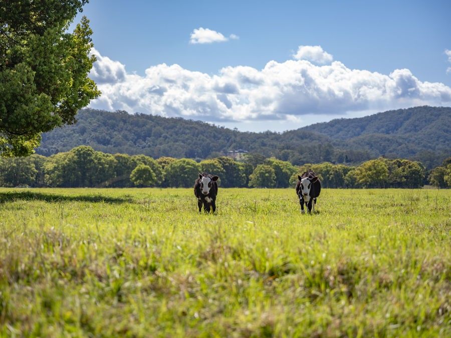 335 East Bank Road, Coramba NSW 2450, Image 1