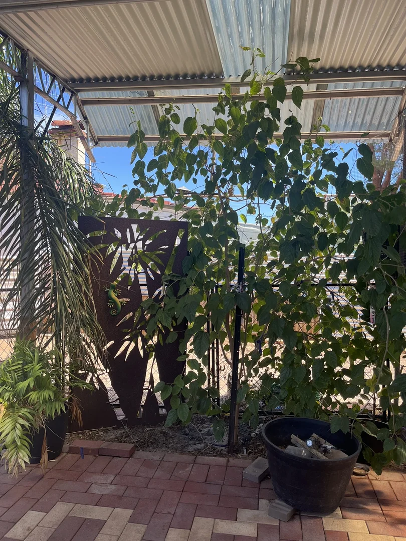 Additional image 16 of 462 Fitzgerald Street W, Northam WA 6401