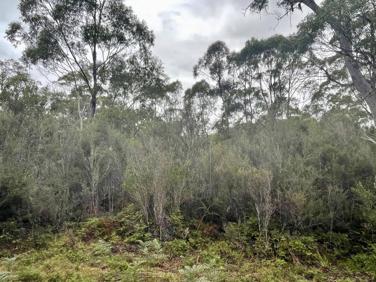 189 Hastings Caves Road, Hastings TAS 7109 Vacant Land for Sale