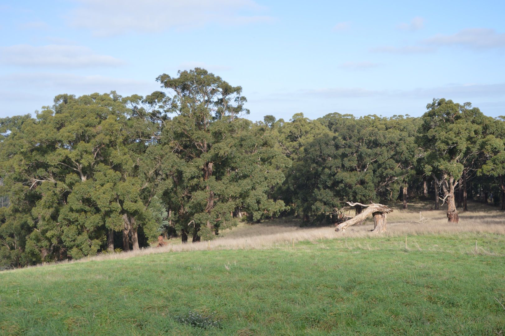 Lot 2, 2367 Grand Ridge Road, Hallston VIC 3953, Image 1