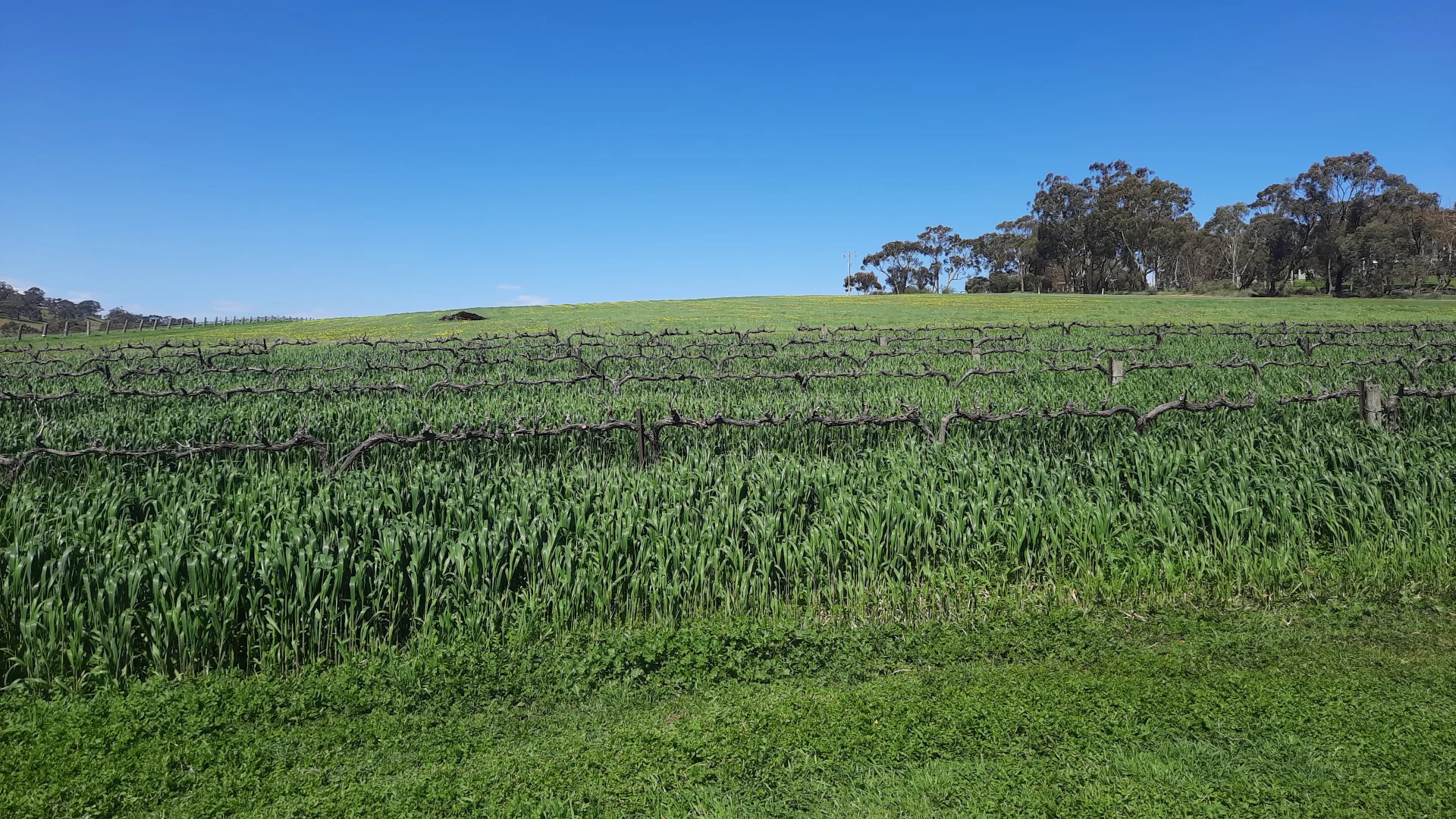 Additional image 7 of 285 Neagles Rock Road, Clare SA 5453