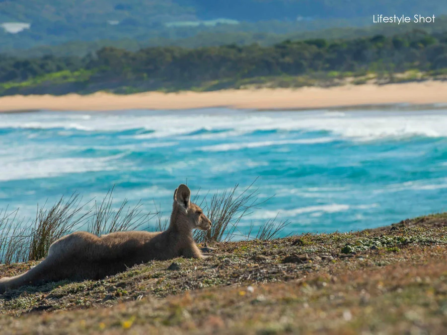 Additional image 10 of 4a Azure Avenue, Emerald Beach NSW 2456