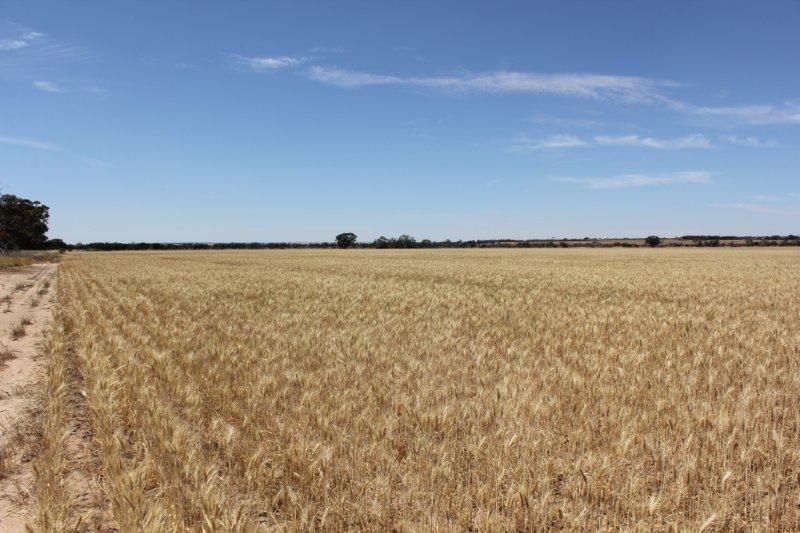 Lots Starcevich-Chapman Road, Cramphorne WA 6420, Image 1