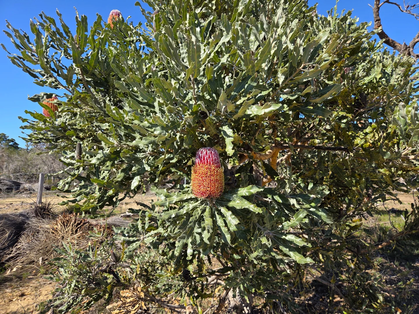 Image 12
