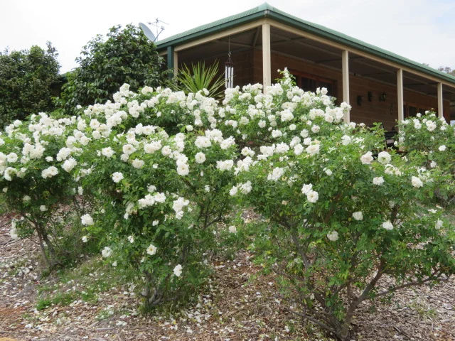 Image 27