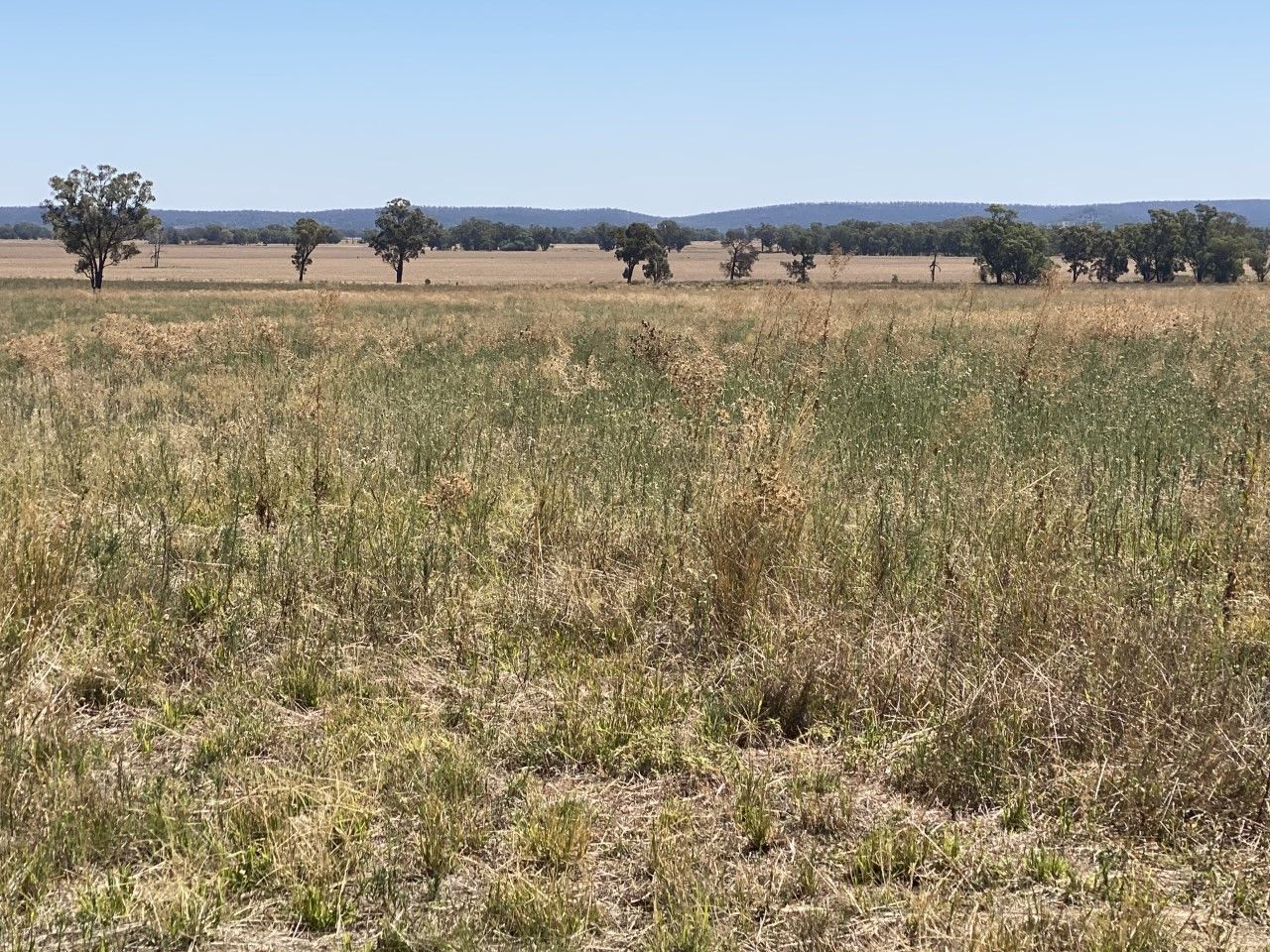 18 Miles Road, Forbes NSW 2871, Image 0