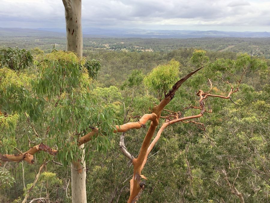 311 Penderests Road, Murphys Creek QLD 4352 House for Sale Domain