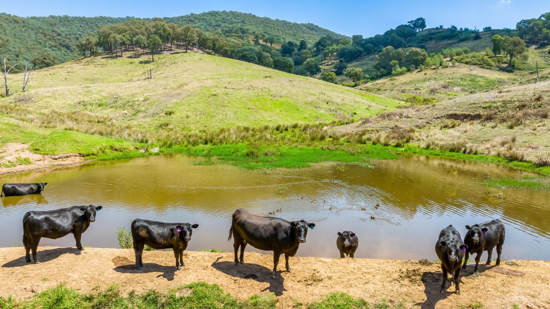 "Tom's" Tallys Lane, Tallangatta Valley VIC 3701, Image 2