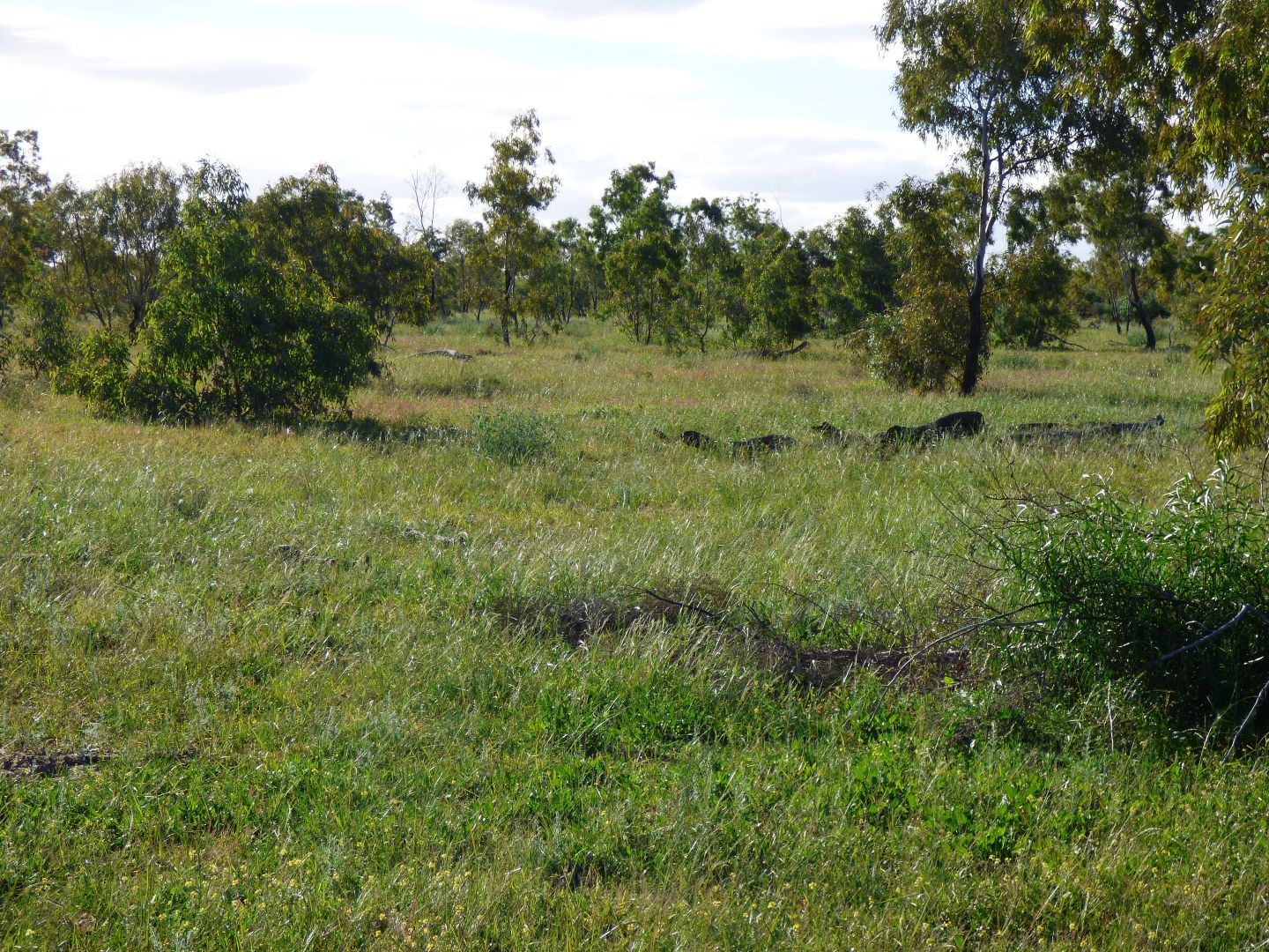 Charleville QLD 4470, Image 2