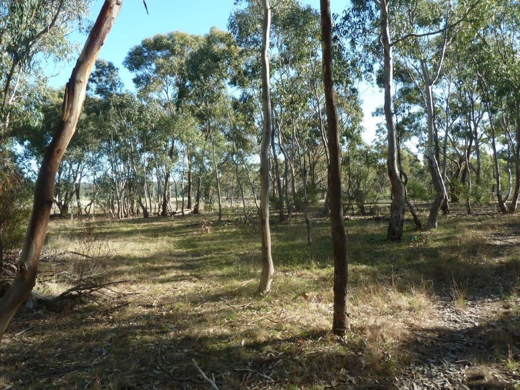 Lot 1D Wehla-Wedderburn Road, Wedderburn VIC 3518, Image 2