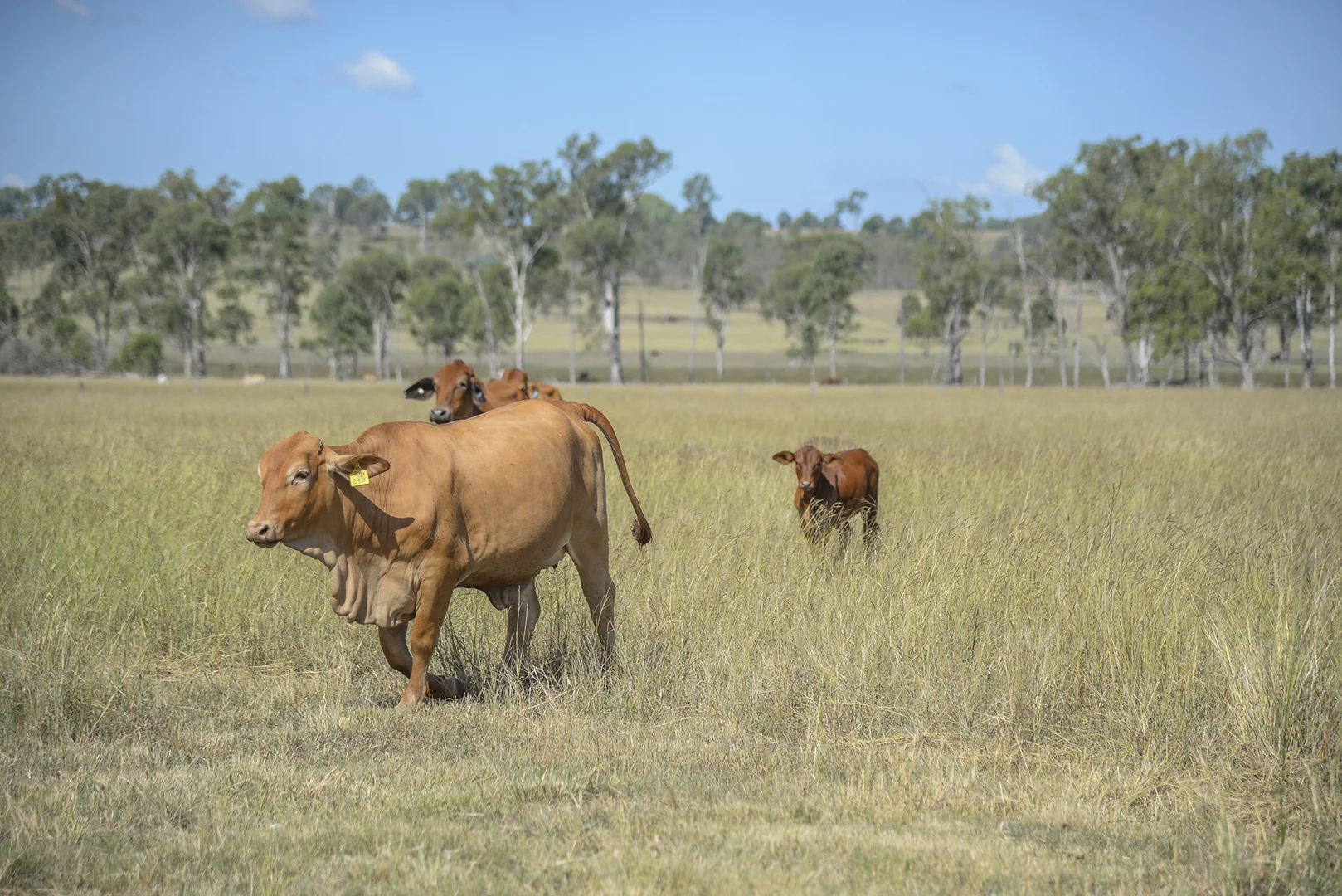 Additional image 23 of 480-510 Rosewood-Warrill View Road, Rosewood QLD 4340