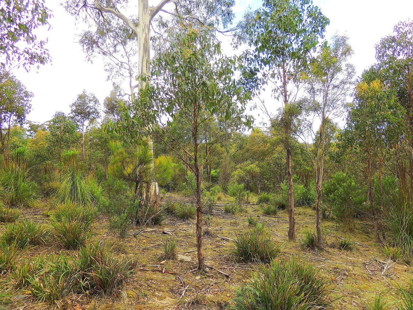 Lot 2 Gardiners Creek Road, St Marys TAS 7215, Image 1