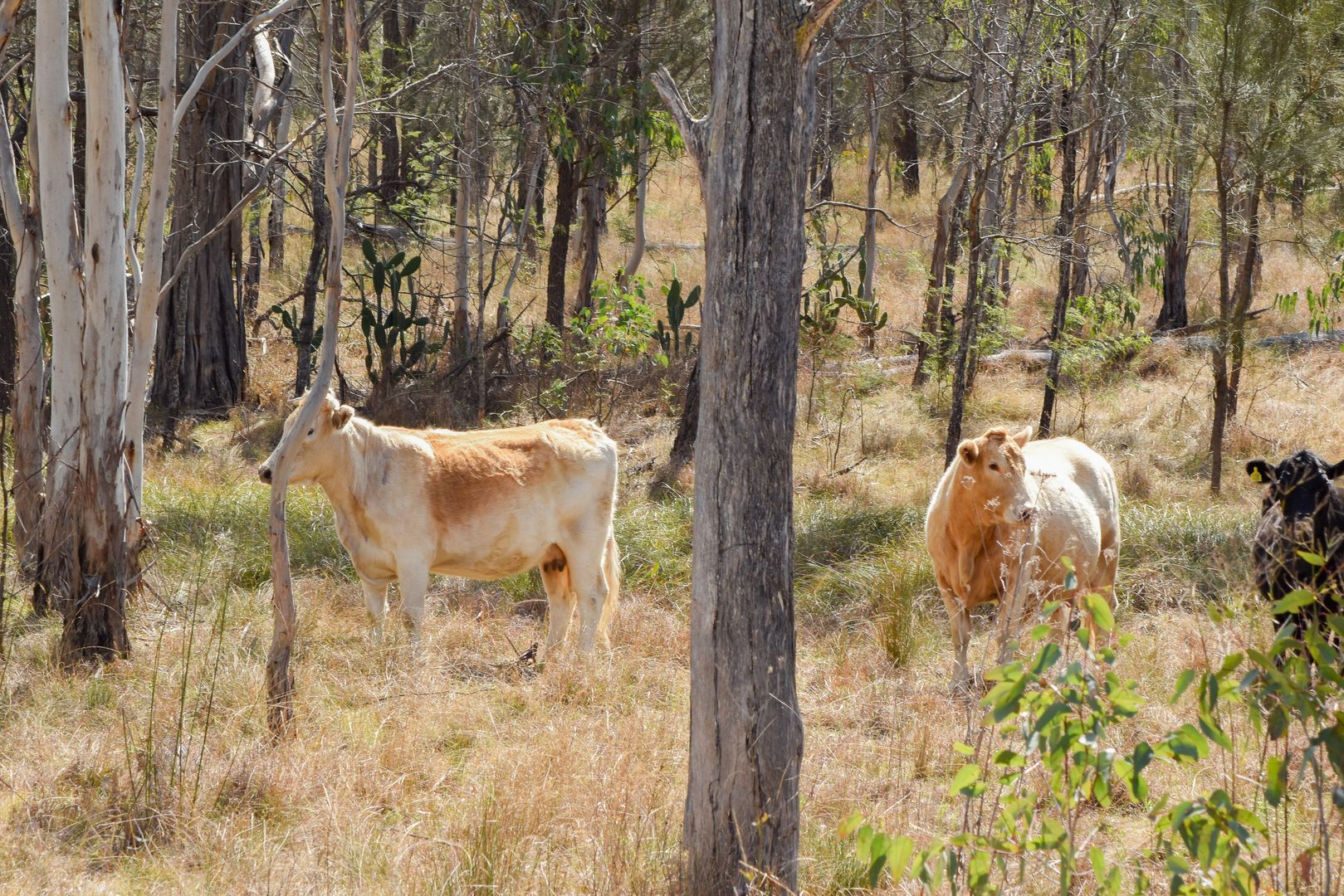 Lot 49 Blacksmith Lane, Pratten QLD 4370, Image 1