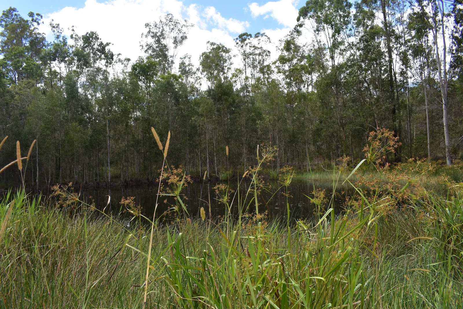 Additional image 9 of Lot 80 Keenes Road, Bauple QLD 4650