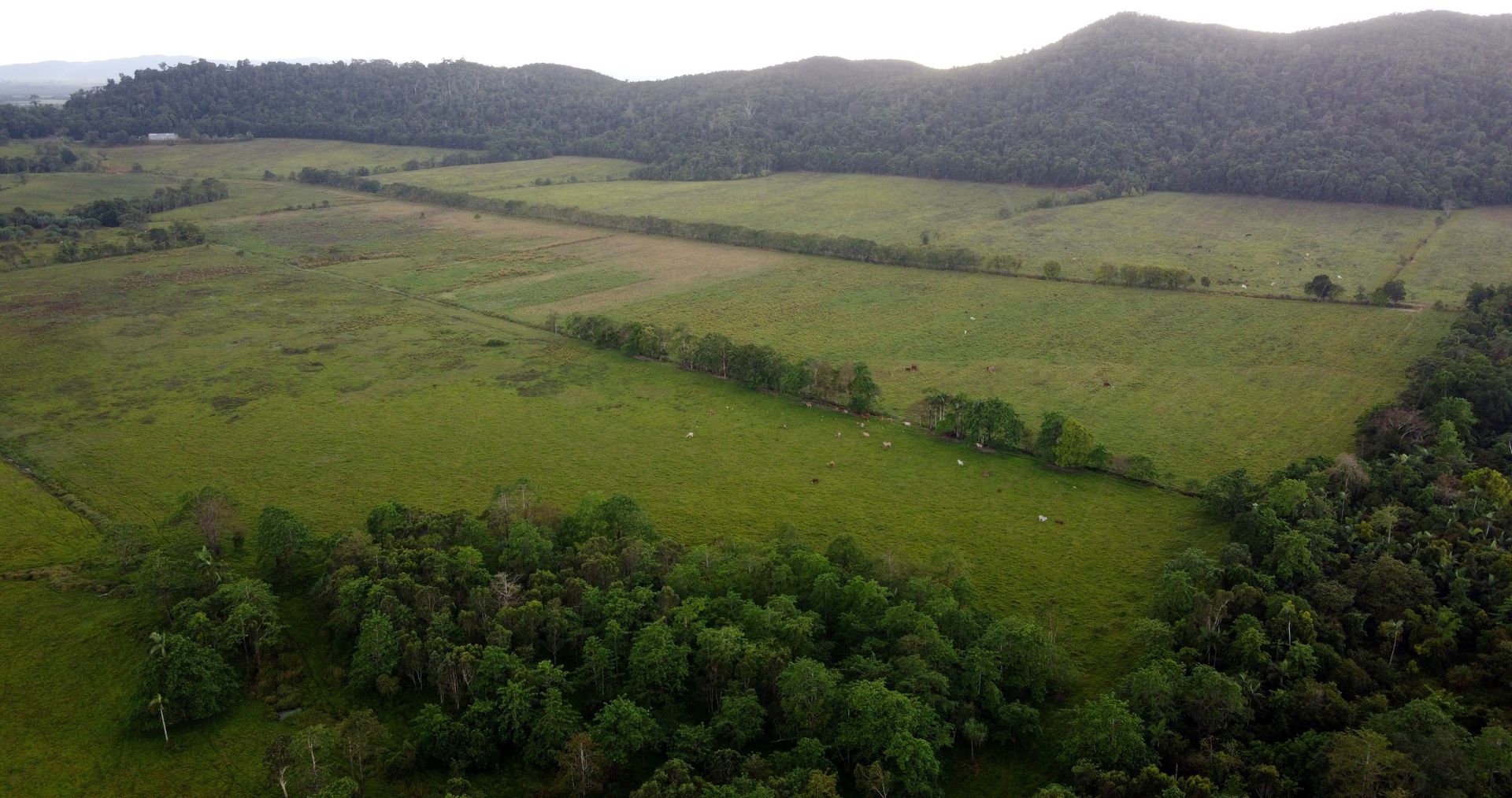 Cowley QLD 4871 House for Sale Domain