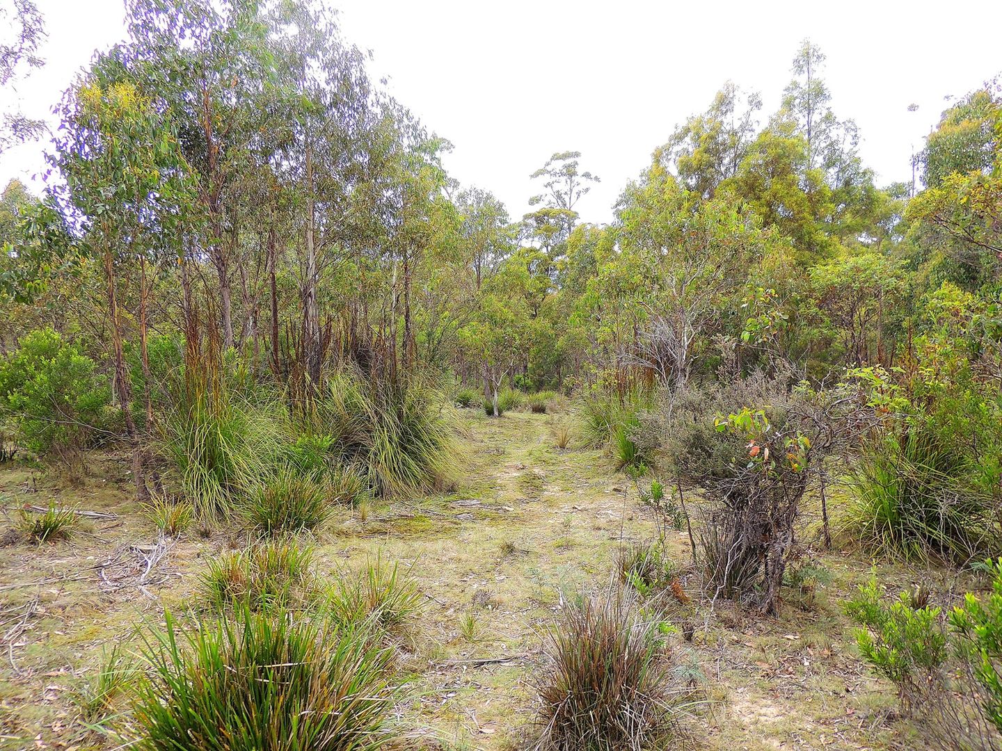 Lot 2 Gardiners Creek Road, St Marys TAS 7215, Image 2