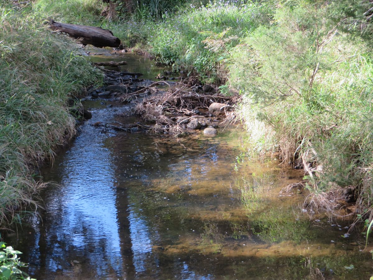 Lot 5 Leslie Creek Road, Drake NSW 2469, Image 1