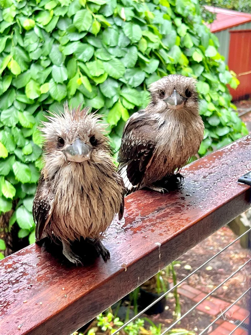 Additional image 25 of 7 Effie Avenue, Upwey VIC 3158