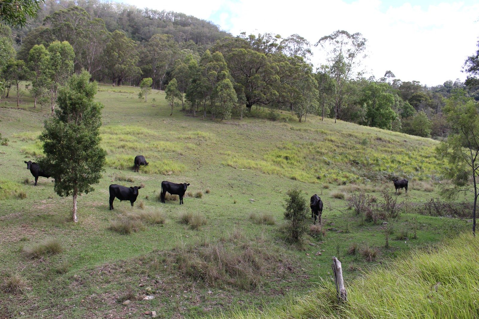 Lot 117 Bowman River Road, Gloucester NSW 2422, Image 2