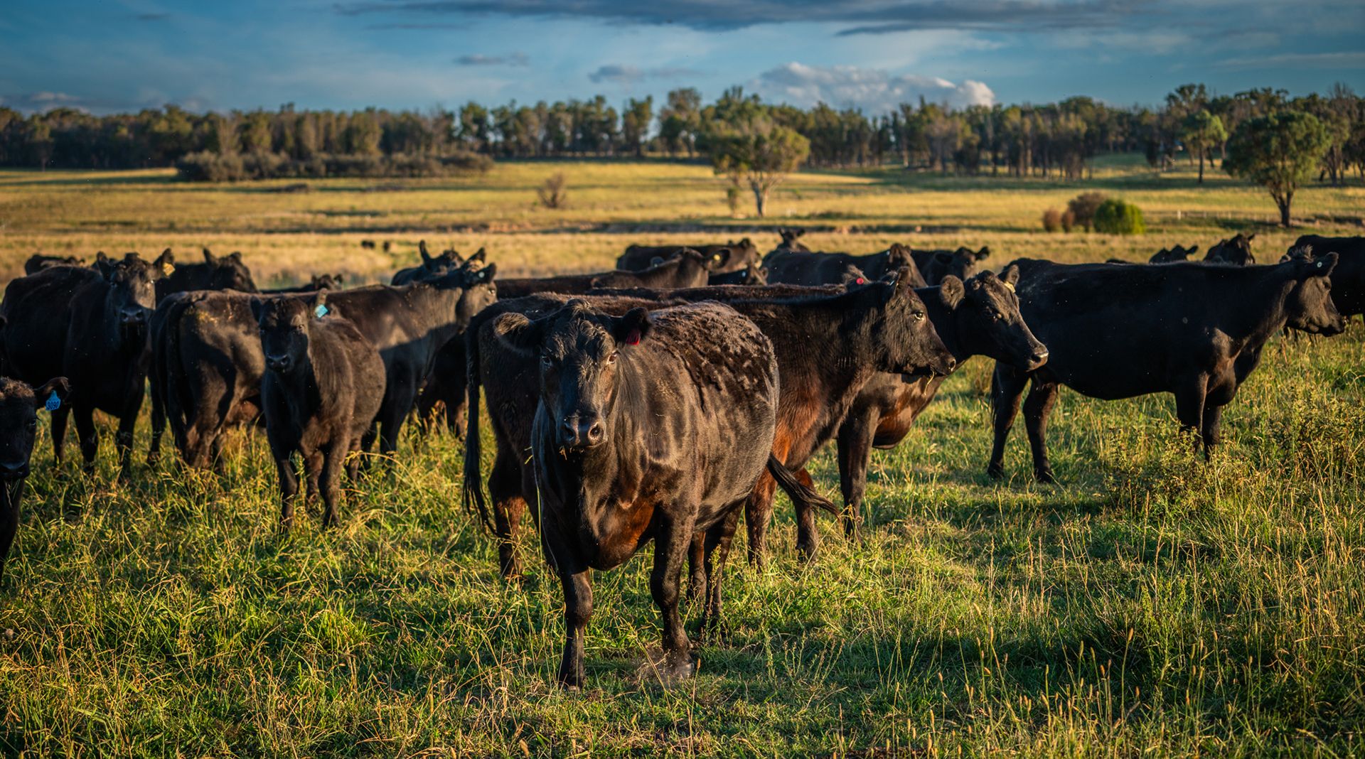 Guyra NSW 2365, Image 1